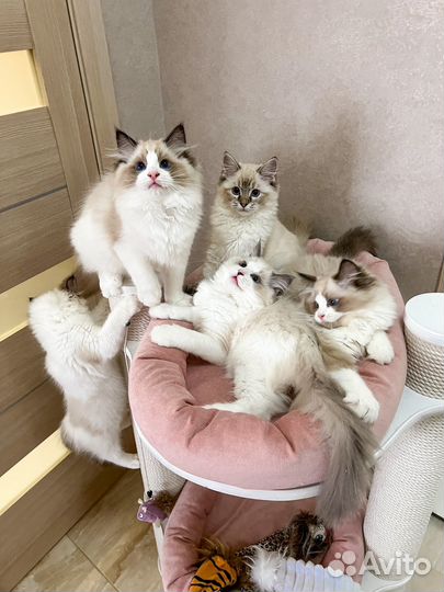 Котята рэгдолл