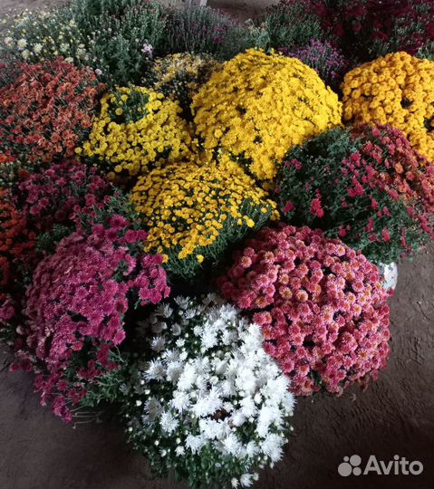 Хризантема Мультифлора, куст