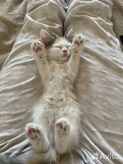 Котенок