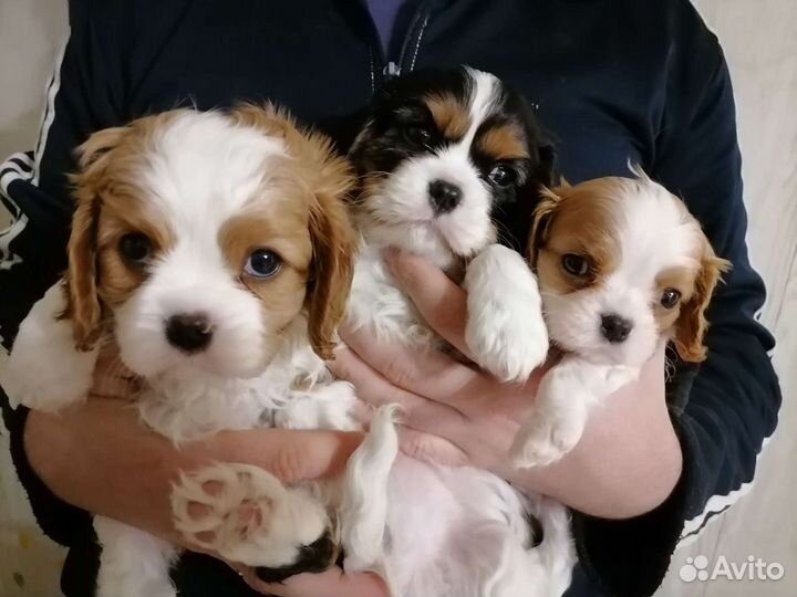 Кавалер кинг чарльз спаниель вязка