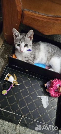 Котенок мальчик