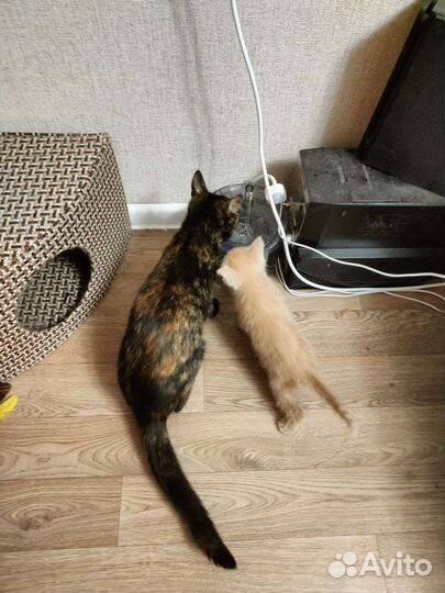 Рыжий котенок в добрые руки