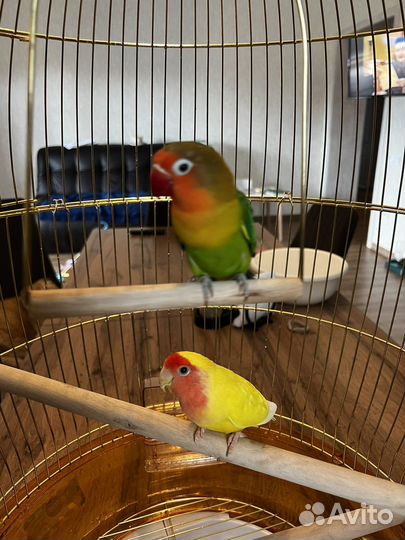 Попугай неразлучники