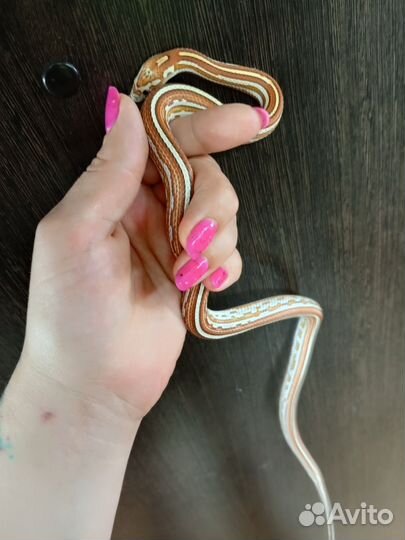 Змея маисовый полоз