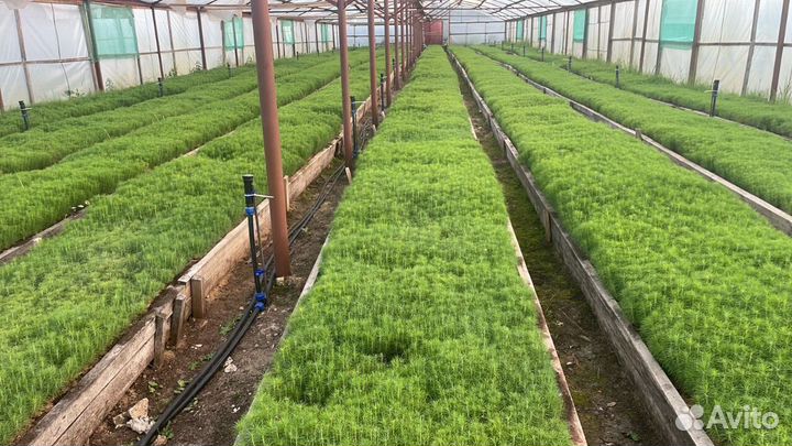 Сеянцы ели зкс