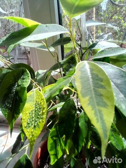 Фикус бенджамина Регидан