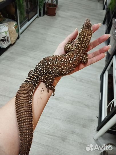 Ящерица кольцехвостая, геккон, сцинк, агама