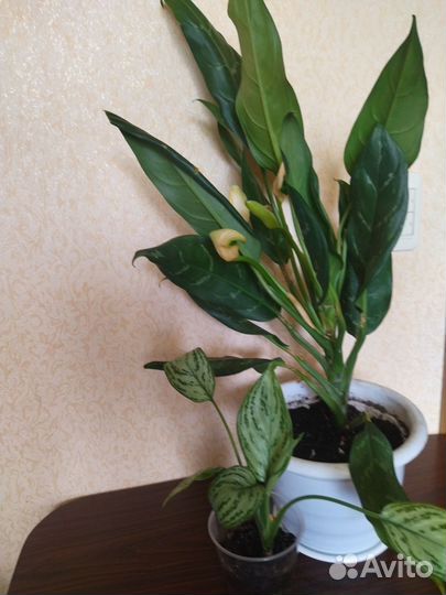Аглаонема 2 вида
