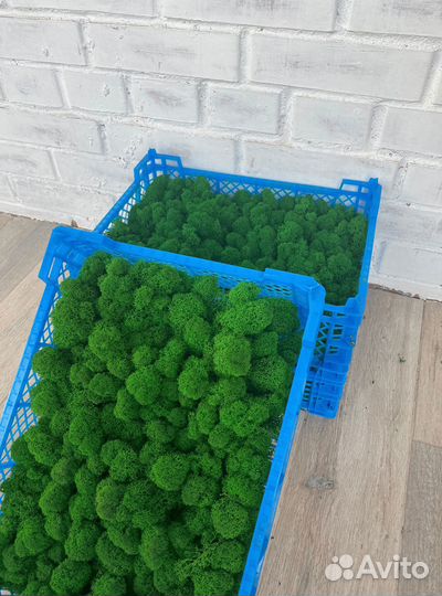 Стабилизированный мох