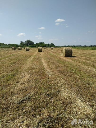 Продам сено