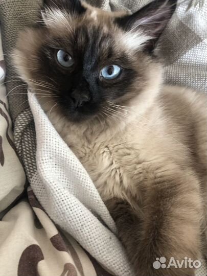 Тайский кот вязка