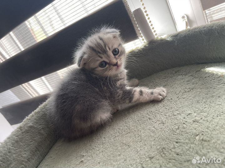 Шотландские котята