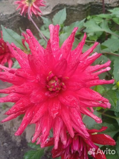 Георгины клубни