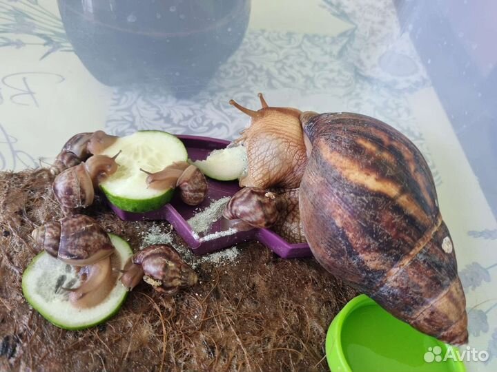 Улитки ахатины