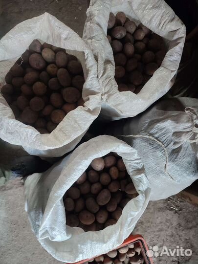 Семенной картофель