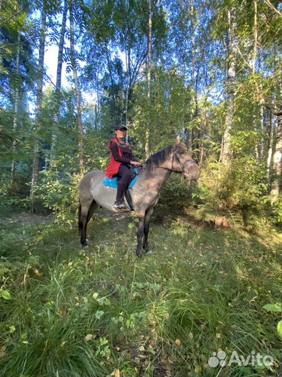 Верховая езда