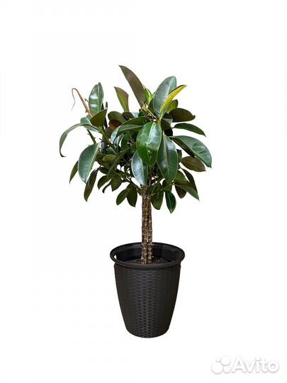 Фикус Эластика Мелани на штамбе Высота 100 см