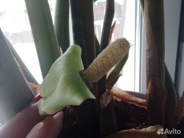 Замиокулькас