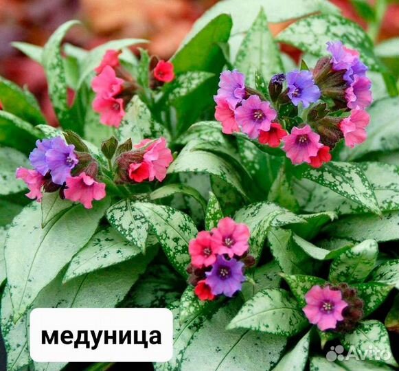 Многолетние цветы