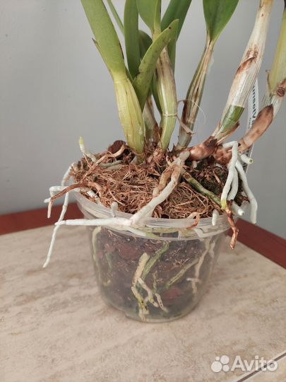 Орхидея Каттлея (Cattleya) цветет