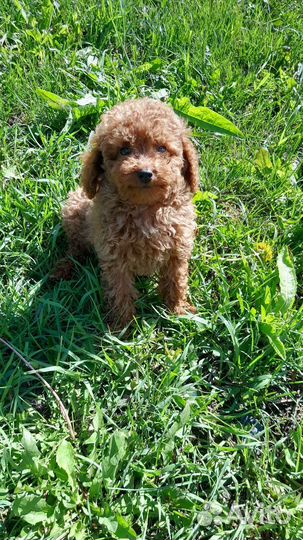 Той-пудель (мальчики)