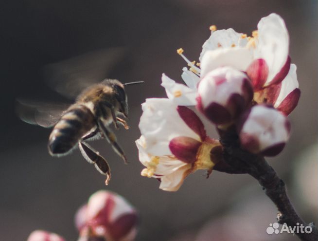 Пчелы, пчелопакеты, пчелосемьи на высадку