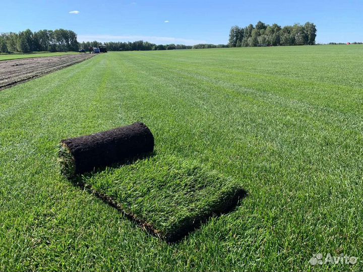 Рулонный газон