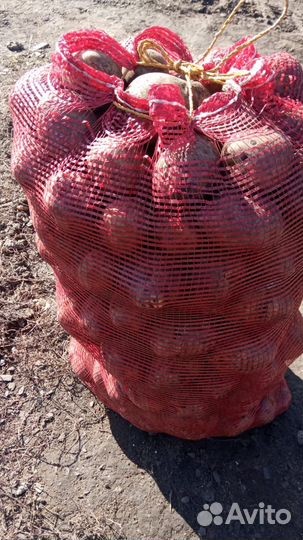 Картофель Гала