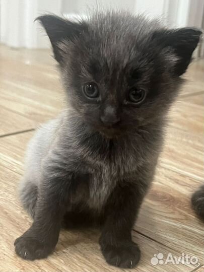 Котята мейн-кун