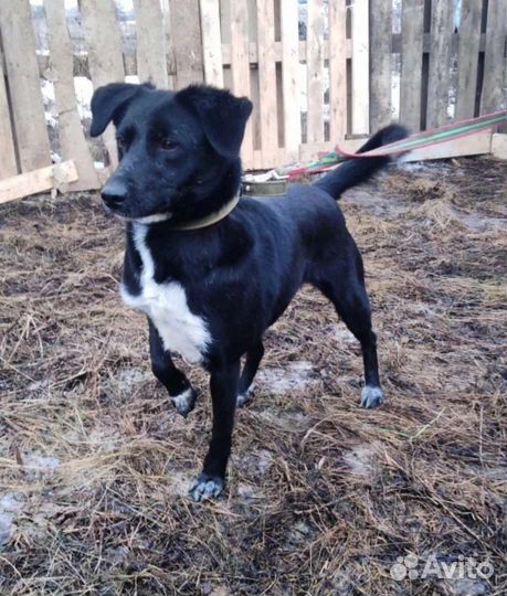 Собака бесплатно