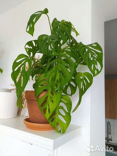 Монстера адансона манки маск