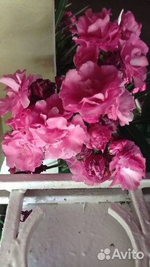 Олеандр в отростках