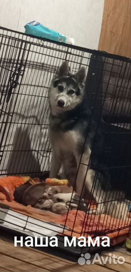 Щенки отдам бесплатно