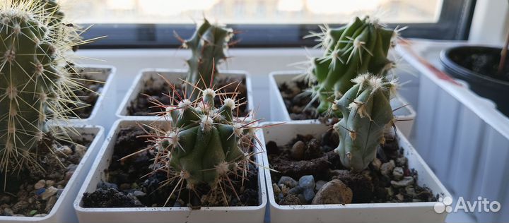 Эхинокактусы: грузони, инденс. Феррокактус