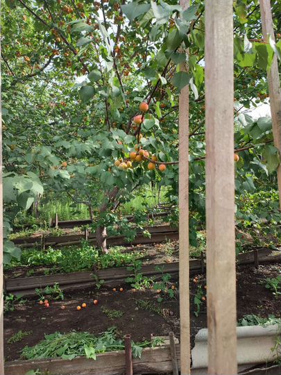 Дача 24 м² на участке 8 сот.