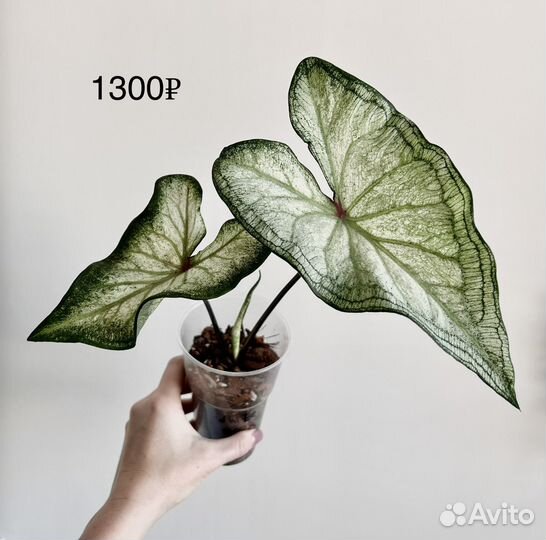 Каладиум White star