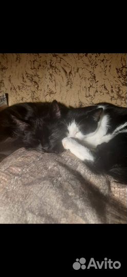 Котик и кошечка