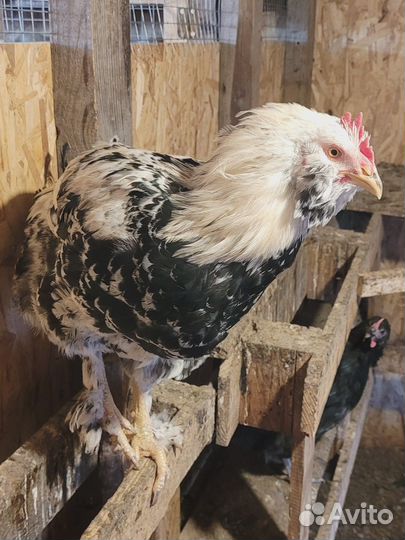 Петух, куры, яйца в подарок