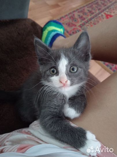 Отдам в добрые руки котят