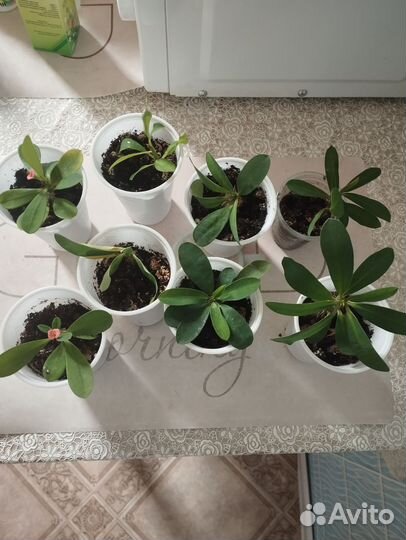 Молочай белый и розовый