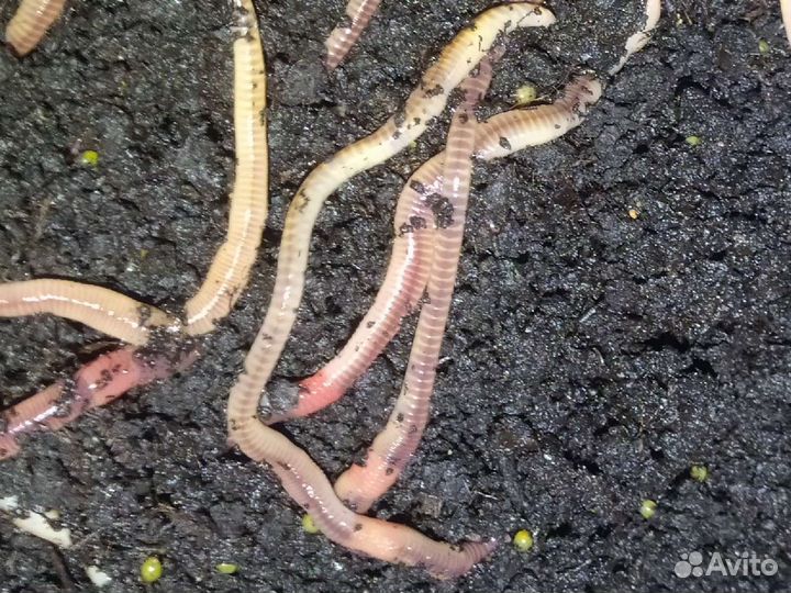 Червь дендробена