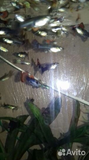 Рыбки гуппи