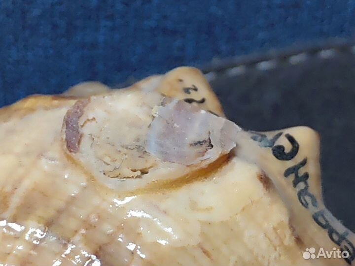 Сувениры из ракушек