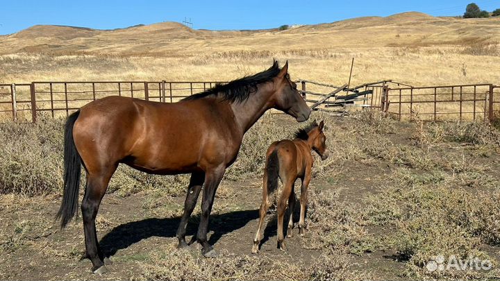 Кобыла с жеребенком