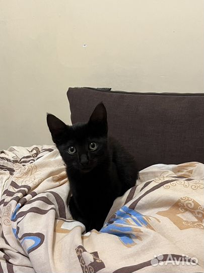 Кошечка в добрые руки