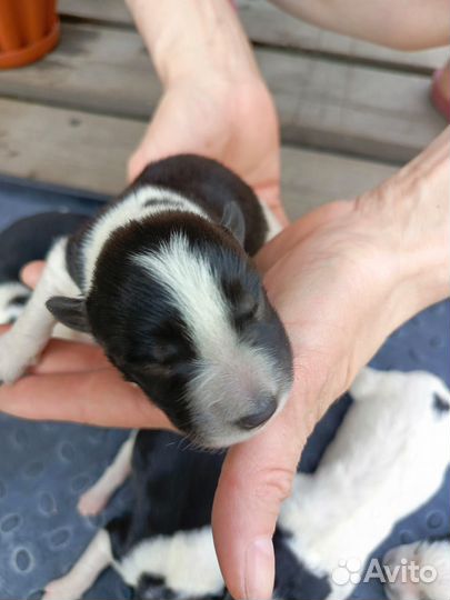 Щенки сибирской хаски