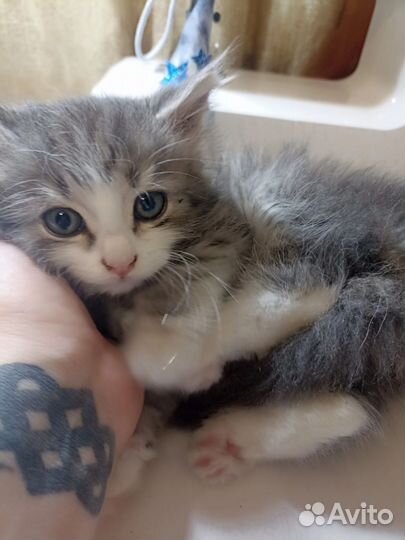 Кошка в дар