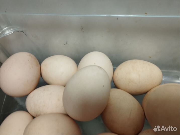 Инкубационное яйцо кур разное