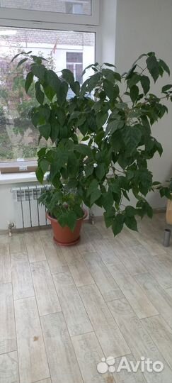 Гибискус китайская роза