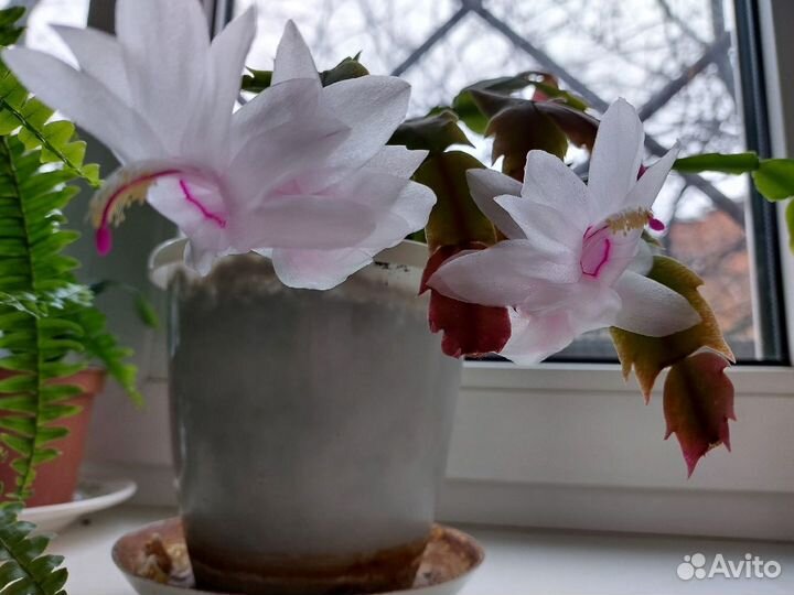 Декабрист шлюмбергера белый и желто-персиковый